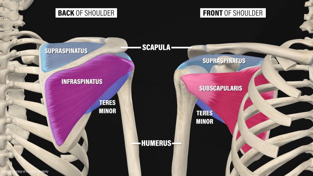 회전근개 파열 재활운동
해부학
