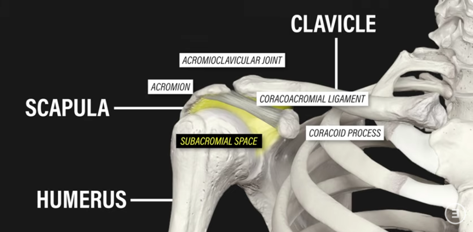 어깨 충돌증후군
어깨 복합체 해부학