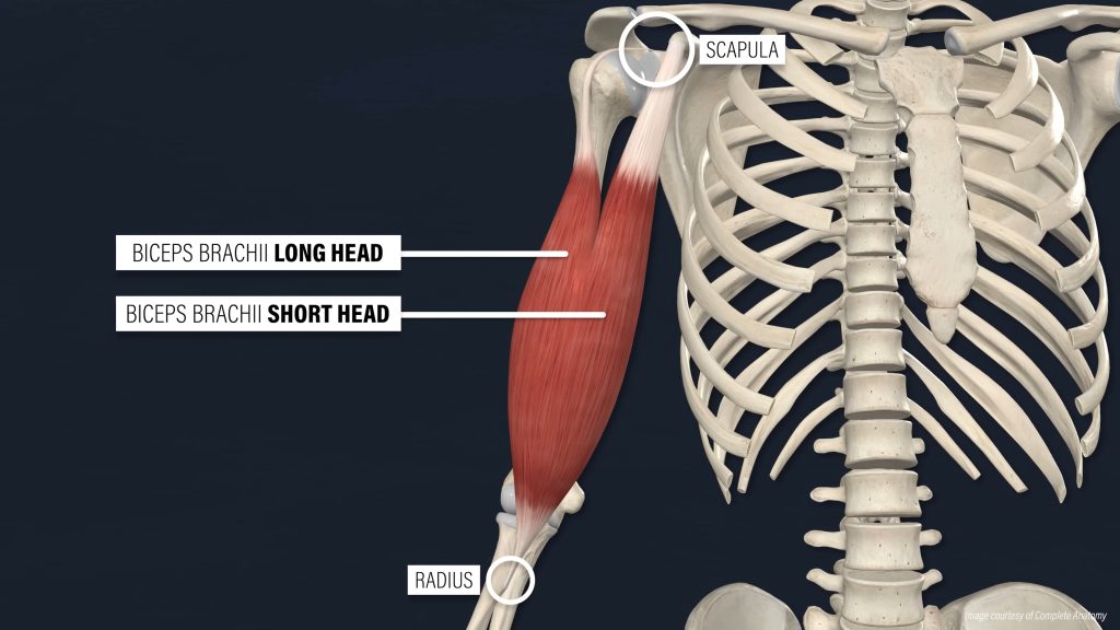 biceps 해부학