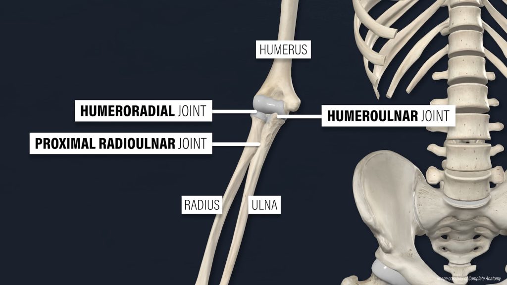 테니스 엘보 재활 해부학