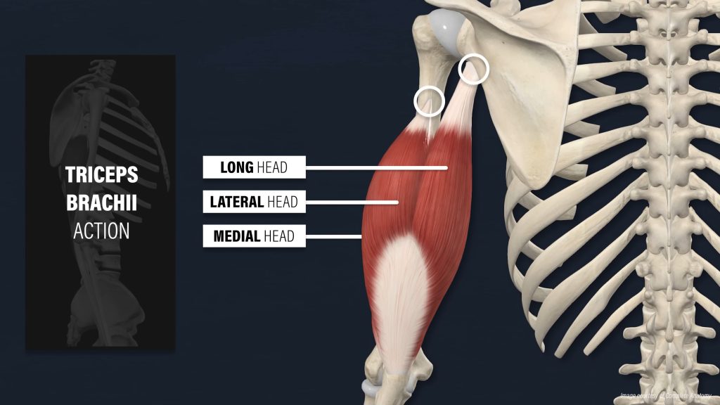 팔꿈치 통증원인 삼두근