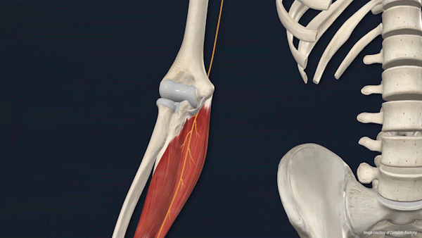 팔꿈치 통증원인 척골신경