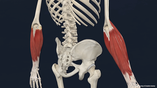 팔꿈치 통증원인 근육들